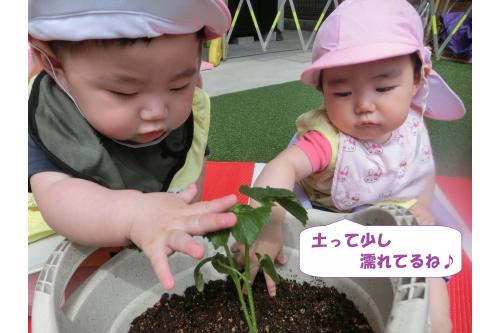 植えた苗を<span style='color:#ff00ff;'>ひよこチームさん</span>も見学！<br><br>土や苗を触って興味深々でした<span style='color:#00ffff;'>(^^♪</span>