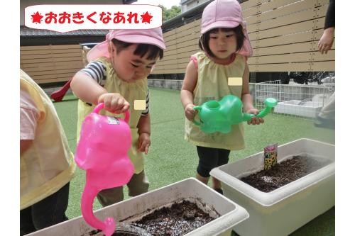 最後はみんなで<span style='color:#ff00ff;'>お水やり♪</span><br><span style='color:#ff7f00;'>おおきくなあれ</span>とたっぷりのお水を<br>あげました！<br><br><br>毎日交代での水やりも<br><span style='color:#007fff;'>「やるやる～！」</span>とやる気満々♪<br><br>成長が今から楽しみです！<br><br><br>また、次回のブログもお楽しみに<span style='color:#ffff00;'>★</span>