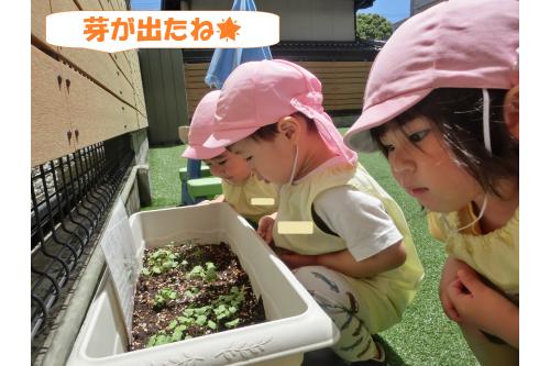 <span style='color:#7f00ff;'>うさぎチームとりすチーム</span>が<br>毎日お当番で水やりをしている野菜やひまわり！<br><br>なんとたくさん芽がでました<span style='color:#ffff00;'>★</span><br><br><span style='color:#ff007f;'>「みて～！葉っぱあるねん！」</span>と<br><br>お水やりの時に見つけて<br>大興奮で<span style='color:#ff7f00;'>教えてくれた</span>子どもたち<span style='color:#00ffff;'>(^^♪</span><br><br><span style='color:#7f00ff;'>「おおきくなあれって毎日お水あげたからやなぁ～」</span>と<br><br>嬉しそうに眺めています♪<br>