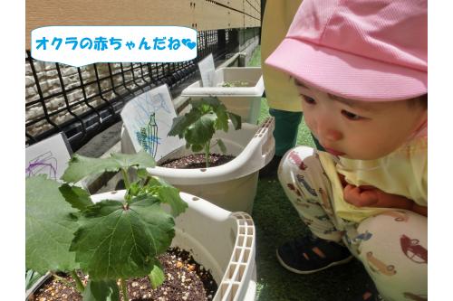 オクラの苗には小さな実ができていて<br><span style='color:#00ff00;'>「これはオクラの赤ちゃんだね♡」</span>と<br>かわいがってくれています。<br><br><span style='color:#ff007f;'>「オクラの赤ちゃんのごはんなに？」</span>や<br><span style='color:#7f00ff;'>「いっぱい大きくなってほしい！」</span>と<br>話してくれている姿にほっこりします<span style='color:#ffff00;'>★</span><br><br>太陽の光とたくさんのお水で大きくなるよと<br>話をすると<br><span style='color:#ff007f;'>「お水やり頑張るね！」</span>と<br>意気込んでいました！<br>