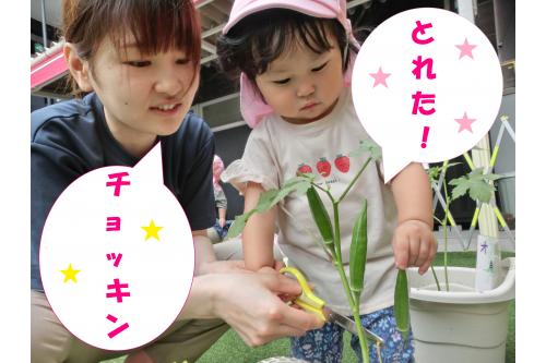 5月に苗を植えた<span style='color:#28ff28;'>オクラ</span>が<br>1か月半で<span style='color:#962dff;'>収穫</span>できる大きさに<span style='color:#ff2391;'>❤</span><br>お天気のいい日には、<br><span style='color:#96ff2d;'>1,2歳の子どもたち</span>が<span style='color:#ff9933;'>交代</span>で<br><span style='color:#2893ff;'>水やり</span>をしてくれていました♪<br><br>ハサミで根元から<span style='color:#962dff;'>チョッキン!</span><br><span style='color:#3333ff;'>真剣</span>な表情で<br><span style='color:#ff3333;'>収穫</span>していました(*'▽')<br>
