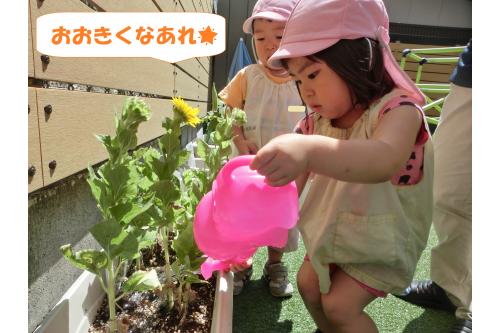 種を植えてからは<br><span style='color:#7f00ff;'>うさぎチーム</span>、<span style='color:#ff7f00;'>りすチーム</span>が<br>毎日交代で<br><span style='color:#00ff00;'>水やり</span>をしてくれました<span style='color:#7f7fff;'>(^^♪</span>