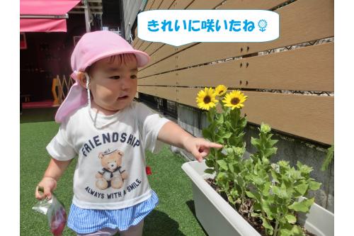 ぐんぐん大きくなって<br>こんなにかわいい<span style='color:#ff7f00;'>ひまわり</span>が咲きました<span style='color:#ff0000;'>♡</span><br>ひよこチームのお友だちも<br>園庭に出るたびに<br><span style='color:#00ff00;'>指をさして</span>教えてくれました!<br>