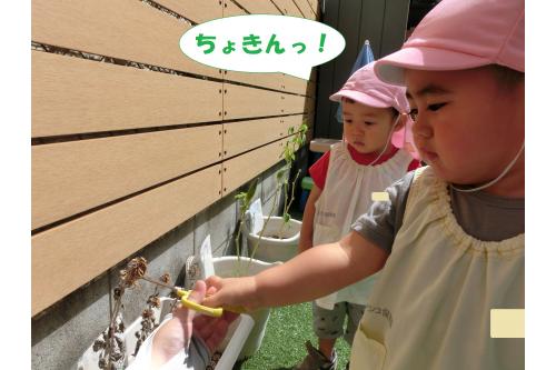 夏休み近くになると<br><span style='color:#0000ff;'>花は枯れて</span>茶色に!<br><br>完全に乾くのを待って<br><span style='color:#ff7f00;'>うさぎチーム</span>がはさみでちょきん<span style='color:;'>★</span>
