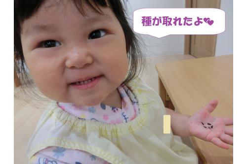 小さな種が!<br><br><span style='color:#ff7f00;'>「かわいいねぇ♡」</span>と<br>みんな手に乗せて<br>じーっと<span style='color:#7f00ff;'>観察</span>していましたよ<span style='color:#00ffff;'>(^^♪</span><br>種を植えて芽がでて花が咲いて<br>また種を取るというサイクルを<br><span style='color:#00ff00;'>経験できた子ども達!</span><br><span style='color:#7f00ff;'>「これ植えたらまた咲くんじゃない?」</span><br>とうさぎチームはウキウキしていましたよ<span style='color:#00ffff;'>♪</span><br><br><span style='color:#ff007f;'>植物を大切にすること</span>を学べた<br>夏のひまわりとの思い出でした!<br><br>また、次回のブログもお楽しみに<span style='color:#ffff00;'>★</span>