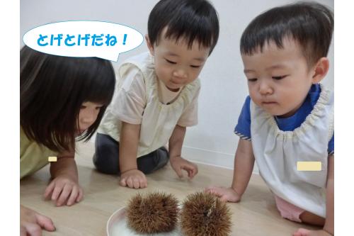 10月の季節の歌には<br><span style='color:#7f00ff;'>「大きな栗の木の下で」</span>があるのですが<br>本物の栗が登場!<br><br>これ何か知ってる?と<br>聞かれて初めは<br><span style='color:#ff007f;'>「なんだろう?」</span>と<br>不思議な顔をしていましたが<br>栗だよと伝えると<br><span style='color:#ff7f00;'>「大きな栗の木の下で!」</span>と<br>嬉しそうに話していました<span style='color:#ffff00;'>★</span>