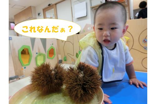 <span style='color:#7f00ff;'>つんつんの栗</span>が<br>不思議だったのか<span style='color:#ff7f00;'>ジーっ</span>と<br>観察していましたが<br>先生たちが<span style='color:#ff007f;'>痛いっ!</span>と<br>言う声がたくさん聞こえて<br><span style='color:#0000ff;'>思わず手を引いてしまっていた</span>子ども達です(笑)<br>