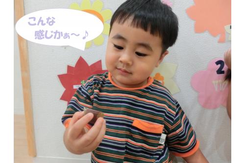 <span style='color:#ff7f00;'>「なんか帽子ついてない?」</span>と<br><span style='color:#007fff;'>つるつる</span>と<span style='color:#00ff00;'>ざらざら</span>の部分を<br>触り比べてみたり<br><span style='color:#ff007f;'>「匂いどんなのかなぁ~」</span>と<br>匂いを確認したり…<br><br>発見したことを<br><span style='color:#7f00ff;'>お友だちと共有</span>している<br>姿もありましたよ<span style='color:#7fff00;'>(^^♪</span>