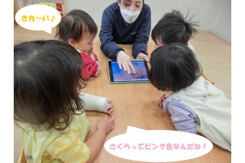 「<span style='color:#ff75ba;'>桜の木</span>ってみんな知ってる<span style='color:#ff6b6b;'>？</span>」と<br>聞くと<span style='color:#75baff;'>不思議そう</span>に首をかしげる子ども達に<br><span style='color:#bc7aff;'>画像</span>を使って桜の木を見せると<br><br>「<span style='color:#ff6b6b;'>うわ</span>～<span style='color:#ff0a84;'>きれい</span><span style='color:#ff7aff;'>！</span>」<br>「<span style='color:#ff007f;'>ピンク</span>と<span style='color:#70ffb7;'>茶色</span>があるね」<br>と桜に<span style='color:#ffa54c;'>興味津々</span>な様子でした✨<br>