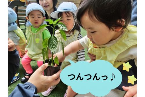 <span style='color:#99ff33;'>ピーマン</span>の苗に<br>すでに<span style='color:#ff2dff;'>小さな実</span>がついているのを発見！！<br><br>土に興味をもつ可愛い<span style='color:#ff9933;'>ひよこチーム（０歳児）</span>の姿も<span style='color:#ff2d2d;'>❤</span>