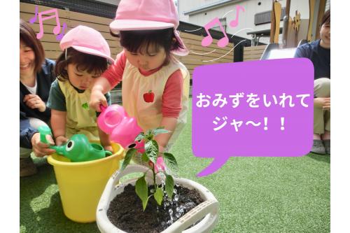 <span style='color:#96ff2d;'>ピーマン</span>の苗植えと水やりは<br><span style='color:#ff2dff;'>うさぎチーム(２歳児）</span>が中心に行いました。<br><br>苗を<span style='color:#ff9933;'>優しく</span>持って、<br>穴の中に置きます<span style='color:#ff2323;'>❤</span><br><br>苗に<span style='color:#ff9b38;'>土をかけて</span>植えるのも、<br>ジョウロに<span style='color:#3399ff;'>水を汲む</span>のも<br>とっても<span style='color:#ff2893;'>上手</span>でした！<br>