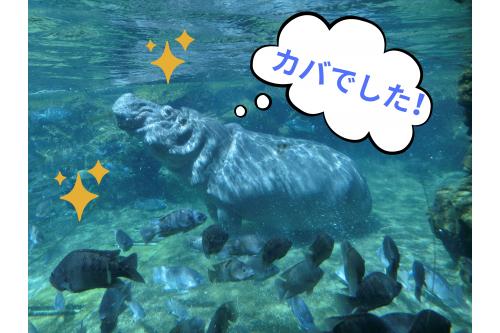 普段は<span style='color:#7a7aff;'>おとなしいカバさん</span>ですが<br><span style='color:#ff7abc;'>子どもたち</span>がちょうど見ているときに<br><span style='color:#ffbc7a;'>活発</span>に動き出し…。<br><br>「<span style='color:#7affff;'>こわい～！</span>」と怖がる子どももいました<span style='color:#ff0000;'>！</span>
