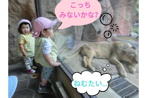 いろいろな<span style='color:#ff7abc;'>動物</span>の様子が見れて<br><span style='color:#ff7aff;'>子どもたち</span>も<span style='color:#7abcff;'>笑顔</span>が止まりませんでした<span style='color:#7aff7a;'>（笑）</span>