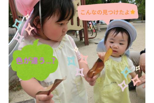 <span style='color:#ff7f00;'>うさぎチーム(2歳児)</span>、<span style='color:#007fff;'>りすチーム(1歳児)</span>は<br><span style='color:#ff007f;'>色や大きさの違い</span>に気づいて<br>お友だちと見比べて観察…<br><br><span style='color:#7f00ff;'>「おっきいのとちょっとおっきいのがある!」</span>と<br>教えてくれましたよ<span style='color:#00ff7f;'>♪</span>