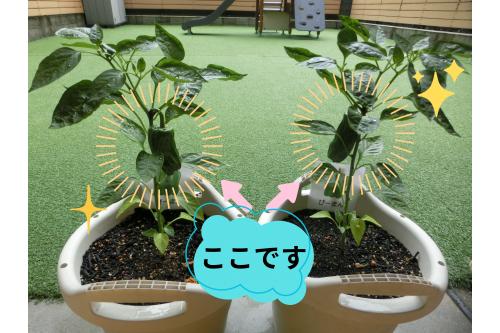 みんなで<span style='color:#7affff;'>水やり</span>をし<br>育てた<span style='color:#7aff7a;'>ピーマン</span><span style='color:#ff0000;'>！</span><br><br>大きな<span style='color:#ffa042;'>ピーマンが２つ</span>できたので<br><span style='color:#ff00ff;'>うさぎチームさん（２歳児）</span>に<span style='color:#bc7aff;'>収穫</span>をお願いしました<span style='color:#ffff00;'>☆</span>