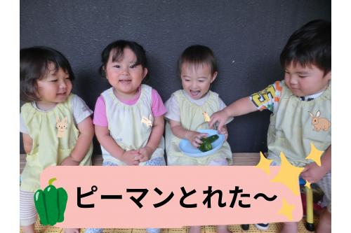 <span style='color:#ff7abc;'>ハサミ</span>を使って<span style='color:#7aff7a;'>へたの部分</span>を<span style='color:#bc7aff;'>チョッキン</span><span style='color:#ff0000;'>！</span><br>『ポトッ！』ととれた<span style='color:#7aff7a;'>ピーマン</span>をキャッチし、<br><br>「<span style='color:#ff7aff;'>どんな匂いがするかな？</span>」<br>「<span style='color:#ff7a7a;'>かたいね～</span>」と<span style='color:#7affff;'>興味津々</span>の様子が見られました<span style='color:#ff007f;'>♡</span>