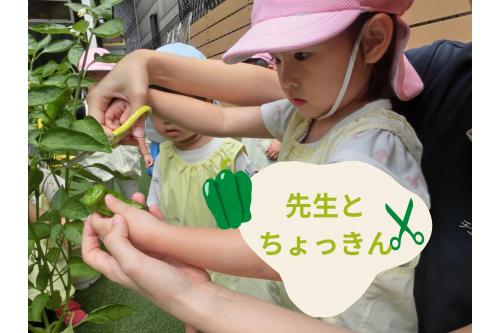 その後は…<br>みんなで育てている<br><span style='color:#33ff99;'>ピーマン</span>の収穫へ♪<br>