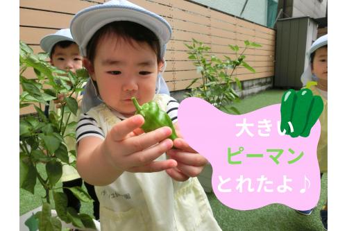 <span style='color:#9328ff;'>一回目に収穫</span>した時よりも<br>茎も<span style='color:#2dff2d;'>ぐんぐん成長</span>していて<br>みんなの身長と<br>同じくらいに✨<br><br>たくさんの<br><span style='color:#33ff99;'>ピーマン</span>ができていたので<br>一人一つずつ<span style='color:#ff3399;'>収穫できました</span>(^^♪<br>