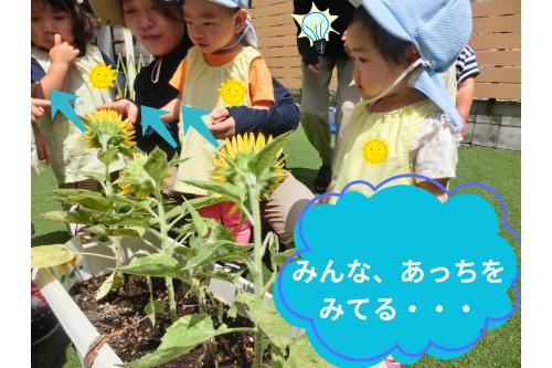 <span style='color:#ff9933;'>ひまわり</span>は、<br><span style='color:#ff2d2d;'>太陽</span>の方を向くから<span style='color:#ff962d;'>“</span><span style='color:#33ff33;'>向日葵</span><span style='color:#ff9933;'>”</span><br><br><br>子ども達は<span style='color:#ff2893;'>経験</span>から<br><span style='color:#3333ff;'>いろんなこと</span>を知り、<br><span style='color:#9b38ff;'>学んでいく</span>のでしょうね<span style='color:#ff2323;'>♡</span>