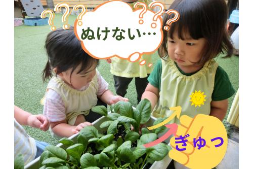 <span style='color:#28ff28;'>ピーマン</span>は<br><span style='color:#2d2dff;'>ハサミで切って収穫</span>しましたが…<br><br><br><span style='color:#962dff;'>小松菜は</span>根元をつかんで<br>引っこ抜きます<span style='color:#ff9933;'>( `ー´)ノ</span><br><br>しっかりと<span style='color:#ff2391;'>根が張っていたので</span><span style='color:#ff2d2d;'> <br> なかなか抜けない</span>様子も!<br>